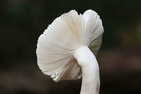 Blue-green Cracking Russula (Russula parvovirescens) Growing in a dense mixed forest.<br />
https://www.jungledragon.com/image/70083/blue-green_cracking_russula_russula_parvovirescens.html<br />
https://www.jungledragon.com/image/70084/blue-green_cracking_russula_russula_parvovirescens.html Fall,Geotagged,Russula parvovirescens,United States