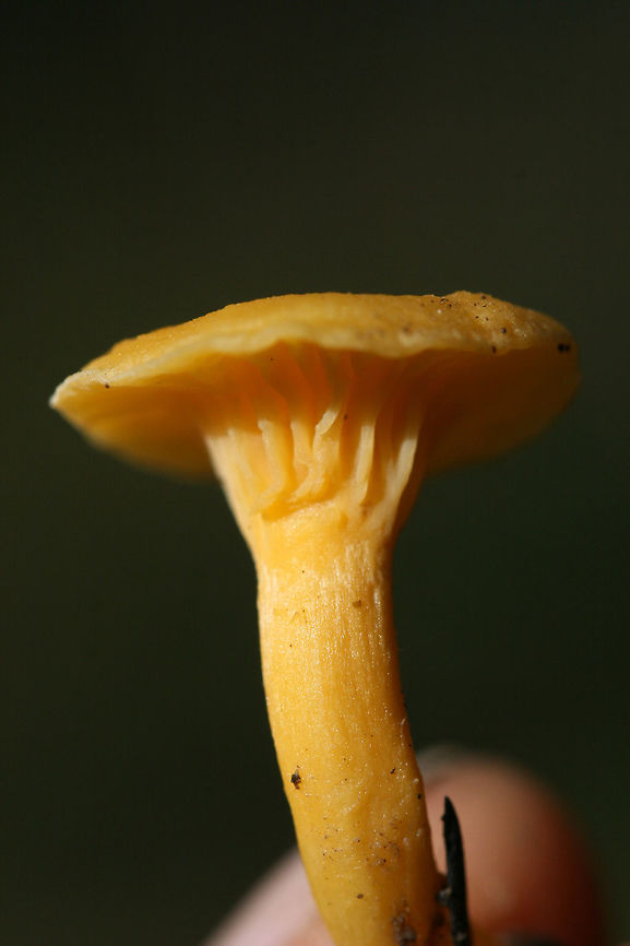 Cantharellus minor? ID tentative.<br />
Growing in moss (under oaks and pines) in a forested area. Stipe is partially hollow. Cantharellus minor,Fall,Geotagged,United States,cantharellus,chanterelle,chanterelles,fungi,fungus,gold,mushroom,mushrooms,orange,yellow