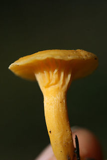 Cantharellus minor? ID tentative.
Growing in moss (under oaks and pines) in a forested area. Stipe is partially hollow. Cantharellus minor,Fall,Geotagged,United States,cantharellus,chanterelle,chanterelles,fungi,fungus,gold,mushroom,mushrooms,orange,yellow