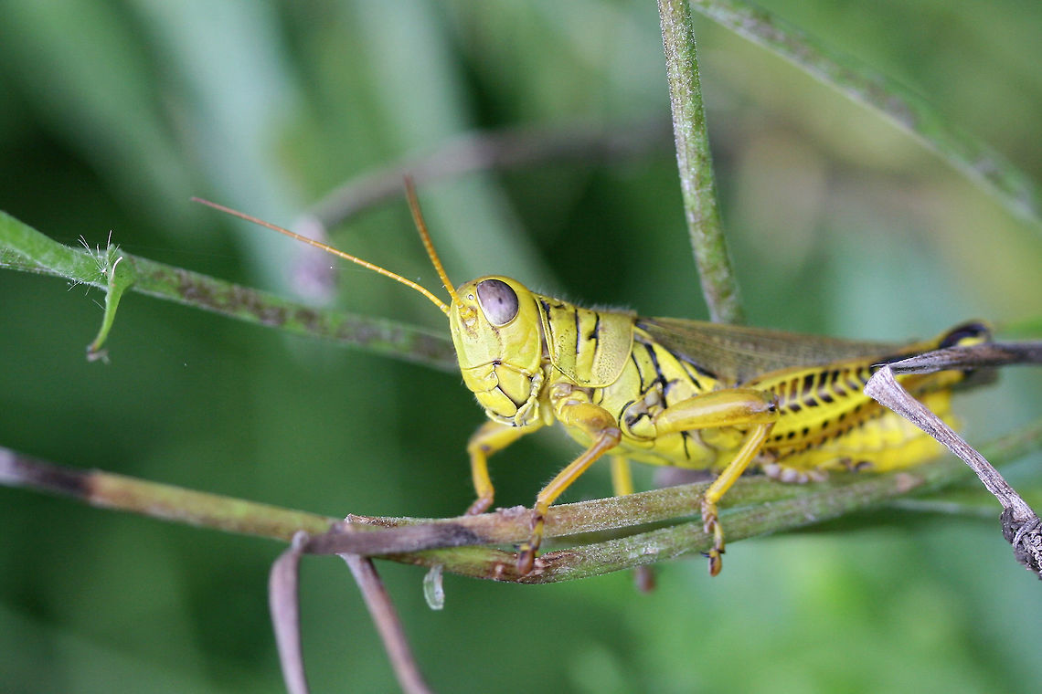 Differential Grasshopper (Melanoplus diferentialis)? Resting on foliage at a forested edge of an overgrown backyard habitat.<br />
<br />
BugGuide states that it has records in the Southeast, but many other sites state that this grasshopper is not typically distributed here. Going to do some more research! Differential grasshopper,Geotagged,Melanoplus differentialis,Summer,United States