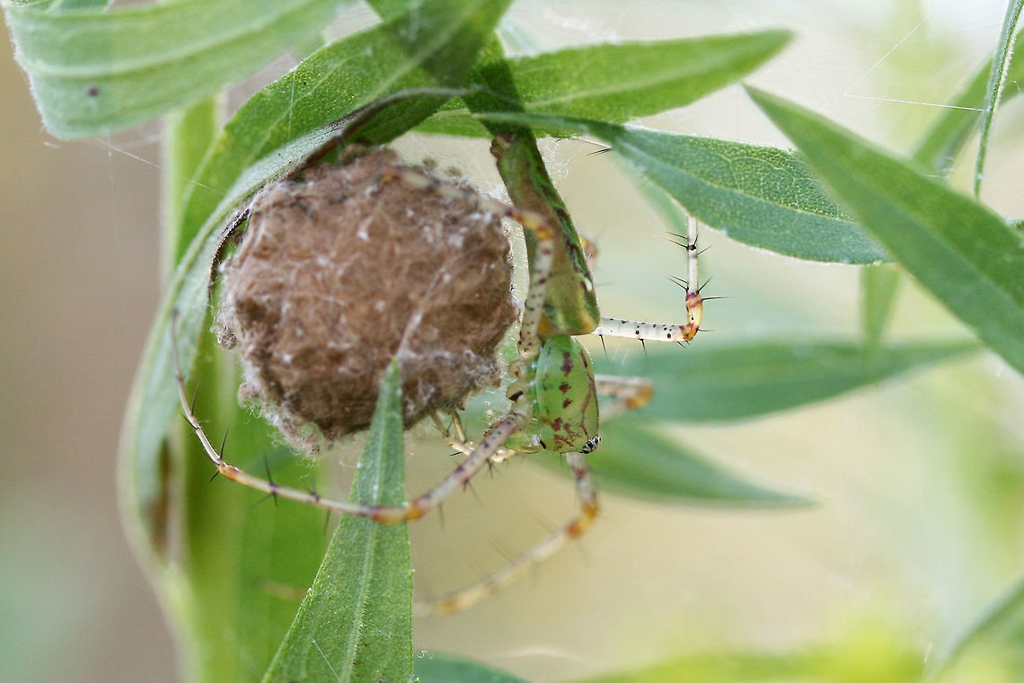 Green Lynx Spider (Peucetia viridans) with Egg Sac Excuse the terrible quality shot! I&#039;m going through old photo folders and sorting them! Geotagged,Green lynx spider,Peucetia viridans,Summer,United States