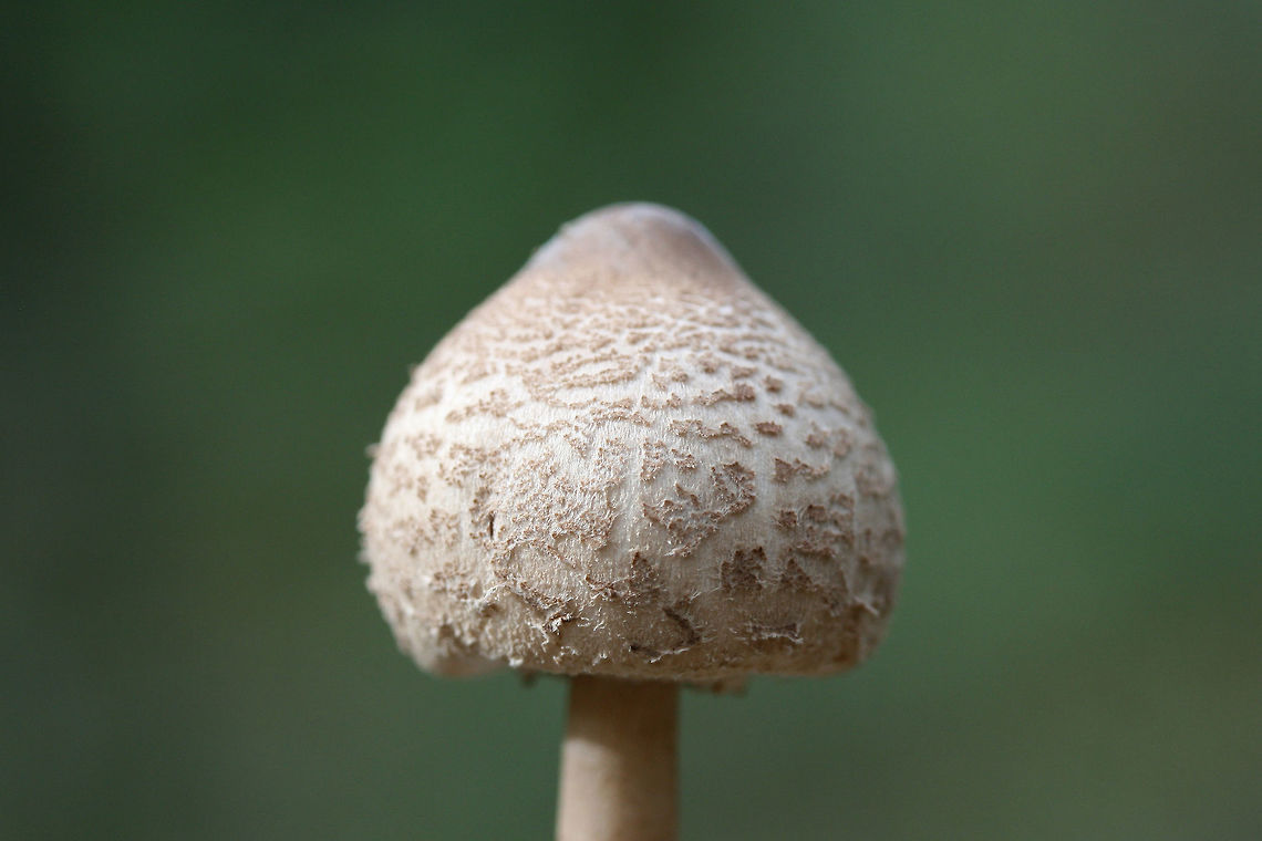 Macrolepiota sp.? Working on this ID.<br />
Growing in a pine/oak-dominant forest.<br />
<figure class="photo"><a href="https://www.jungledragon.com/image/70146/macrolepiota_sp.html" title="Macrolepiota sp.?"><img src="https://s3.amazonaws.com/media.jungledragon.com/images/3231/70146_thumb.jpg?AWSAccessKeyId=05GMT0V3GWVNE7GGM1R2&Expires=1770854410&Signature=oXkVMUNQulYy4RouGgRiLiFLYw4%3D" width="102" height="152" alt="Macrolepiota sp.? Working on this ID.<br />
Growing in a pine/oak-dominant forest.<br />
https://www.jungledragon.com/image/70144/macrolepiota_sp.html<br />
https://www.jungledragon.com/image/70145/macrolepiota_sp.html Fall,Geotagged,United States" /></a></figure><br />
<figure class="photo"><a href="https://www.jungledragon.com/image/70145/macrolepiota_sp.html" title="Macrolepiota sp.?"><img src="https://s3.amazonaws.com/media.jungledragon.com/images/3231/70145_thumb.jpg?AWSAccessKeyId=05GMT0V3GWVNE7GGM1R2&Expires=1770854410&Signature=54r9nbXOPvgXEbW01hAT712UQ7Q%3D" width="200" height="200" alt="Macrolepiota sp.? Working on this ID.<br />
Growing in a pine/oak-dominant forest.<br />
https://www.jungledragon.com/image/70144/macrolepiota_sp.html<br />
https://www.jungledragon.com/image/70146/macrolepiota_sp.html Fall,Geotagged,United States" /></a></figure> Fall,Geotagged,United States