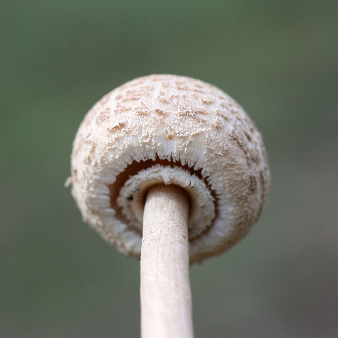 Macrolepiota sp.? Working on this ID.<br />
Growing in a pine/oak-dominant forest.<br />
<figure class="photo"><a href="https://www.jungledragon.com/image/70144/macrolepiota_sp.html" title="Macrolepiota sp.?"><img src="https://s3.amazonaws.com/media.jungledragon.com/images/3231/70144_thumb.jpg?AWSAccessKeyId=05GMT0V3GWVNE7GGM1R2&Expires=1759968010&Signature=peqAAEPkjmGJ5fT9bgRFPn0Shg4%3D" width="200" height="134" alt="Macrolepiota sp.? Working on this ID.<br />
Growing in a pine/oak-dominant forest.<br />
https://www.jungledragon.com/image/70146/macrolepiota_sp.html<br />
https://www.jungledragon.com/image/70145/macrolepiota_sp.html Fall,Geotagged,United States" /></a></figure><br />
<figure class="photo"><a href="https://www.jungledragon.com/image/70146/macrolepiota_sp.html" title="Macrolepiota sp.?"><img src="https://s3.amazonaws.com/media.jungledragon.com/images/3231/70146_thumb.jpg?AWSAccessKeyId=05GMT0V3GWVNE7GGM1R2&Expires=1759968010&Signature=fqAMHBpMS9Yhx%2BN2WefcWHo37Tw%3D" width="102" height="152" alt="Macrolepiota sp.? Working on this ID.<br />
Growing in a pine/oak-dominant forest.<br />
https://www.jungledragon.com/image/70144/macrolepiota_sp.html<br />
https://www.jungledragon.com/image/70145/macrolepiota_sp.html Fall,Geotagged,United States" /></a></figure> Fall,Geotagged,United States