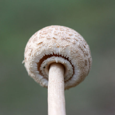 Macrolepiota sp.? Working on this ID.
Growing in a pine/oak-dominant forest.
https://www.jungledragon.com/image/70144/macrolepiota_sp.html
https://www.jungledragon.com/image/70146/macrolepiota_sp.html Fall,Geotagged,United States