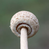 Macrolepiota sp.? Working on this ID.<br />
Growing in a pine/oak-dominant forest.<br />
https://www.jungledragon.com/image/70144/macrolepiota_sp.html<br />
https://www.jungledragon.com/image/70146/macrolepiota_sp.html Fall,Geotagged,United States
