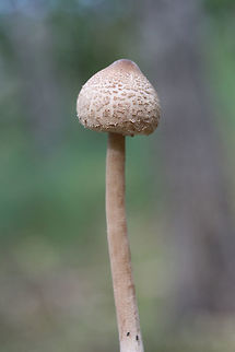 Macrolepiota sp.? Working on this ID.
Growing in a pine/oak-dominant forest.
https://www.jungledragon.com/image/70144/macrolepiota_sp.html
https://www.jungledragon.com/image/70145/macrolepiota_sp.html Fall,Geotagged,United States
