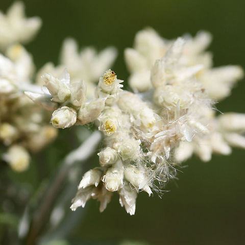 Sweet Everlasting (Pseudognaphalium obtusifolium)? Growing along a trail at a wetland habitat edge.
https://www.jungledragon.com/image/70171/rabbit_tobacco_pseudognaphalium_sp.html
https://www.jungledragon.com/image/70169/rabbit_tobacco_pseudognaphalium_sp.html Fall,Geotagged,Pseudognaphalium obtusifolium,United States,Wetlands,wetland