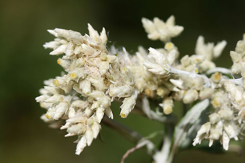 Sweet Everlasting (Pseudognaphalium obtusifolium)? Growing along a trail at a wetland habitat edge.
https://www.jungledragon.com/image/70171/rabbit_tobacco_pseudognaphalium_sp.html
https://www.jungledragon.com/image/70168/rabbit_tobacco_pseudognaphalium_sp.html Fall,Geotagged,Pseudognaphalium obtusifolium,United States,Wetlands,wetland