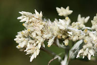 Sweet Everlasting (Pseudognaphalium obtusifolium)? Growing along a trail at a wetland habitat edge.<br />
https://www.jungledragon.com/image/70171/rabbit_tobacco_pseudognaphalium_sp.html<br />
https://www.jungledragon.com/image/70168/rabbit_tobacco_pseudognaphalium_sp.html Fall,Geotagged,Pseudognaphalium obtusifolium,United States,Wetlands,wetland