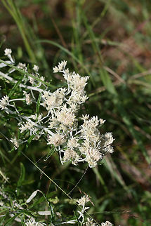 Sweet Everlasting (Pseudognaphalium obtusifolium)? Growing along a trail at a wetland habitat edge.
https://www.jungledragon.com/image/70169/rabbit_tobacco_pseudognaphalium_sp.html
https://www.jungledragon.com/image/70168/rabbit_tobacco_pseudognaphalium_sp.html Fall,Geotagged,Pseudognaphalium obtusifolium,United States,Wetlands,wetland