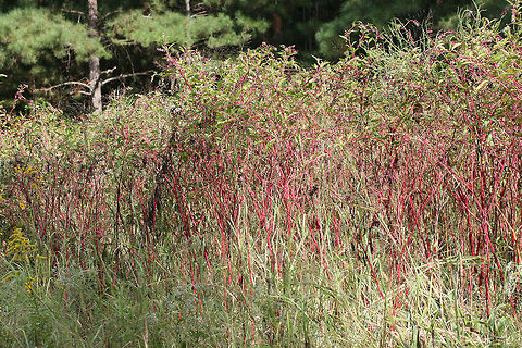 American Pokeweed Overgrowth A huge overgrowth of American Pokeweed at the edge of a pine forest. These were much taller than me, probably around 8 feet tall! American Pokeweed,Fall,Geotagged,Phytolacca americana,United States