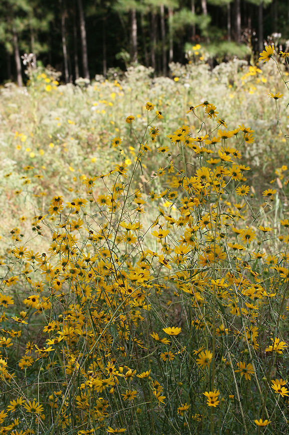 Swamp Sunflower (Helianthus angustifolius) Growing at the edge of a pine forest and wetland habitat.<br />
<figure class="photo"><a href="https://www.jungledragon.com/image/70207/swamp_sunflower_helianthus_angustifolius.html" title="Swamp Sunflower (Helianthus angustifolius)"><img src="https://s3.amazonaws.com/media.jungledragon.com/images/3231/70207_thumb.jpg?AWSAccessKeyId=05GMT0V3GWVNE7GGM1R2&Expires=1759968010&Signature=pMntZgm2diLV6hQpU1zsviAvs2g%3D" width="200" height="134" alt="Swamp Sunflower (Helianthus angustifolius) Tentative ID. Growing at the edge of a pine forest and wetland habitat.<br />
https://www.jungledragon.com/image/70206/swamp_sunflower_helianthus_angustifolius.html Fall,Geotagged,Helianthus angustifolius,United States,Wetlands,aster,asteraceae,gold,helianthus,narrowleaf sunflower,sunflower,swamp sunflower,wetland,yellow" /></a></figure> Fall,Geotagged,Helianthus angustifolius,United States,Wetlands,aster,asteraceae,gold,helianthus,narrowleaf sunflower,sunflower,swamp sunflower,wetland,yellow