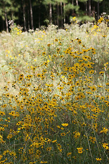 Swamp Sunflower (Helianthus angustifolius) Growing at the edge of a pine forest and wetland habitat.
https://www.jungledragon.com/image/70207/swamp_sunflower_helianthus_angustifolius.html Fall,Geotagged,Helianthus angustifolius,United States,Wetlands,aster,asteraceae,gold,helianthus,narrowleaf sunflower,sunflower,swamp sunflower,wetland,yellow