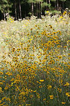 Swamp Sunflower (Helianthus angustifolius) Growing at the edge of a pine forest and wetland habitat.<br />
https://www.jungledragon.com/image/70207/swamp_sunflower_helianthus_angustifolius.html Fall,Geotagged,Helianthus angustifolius,United States,Wetlands,aster,asteraceae,gold,helianthus,narrowleaf sunflower,sunflower,swamp sunflower,wetland,yellow