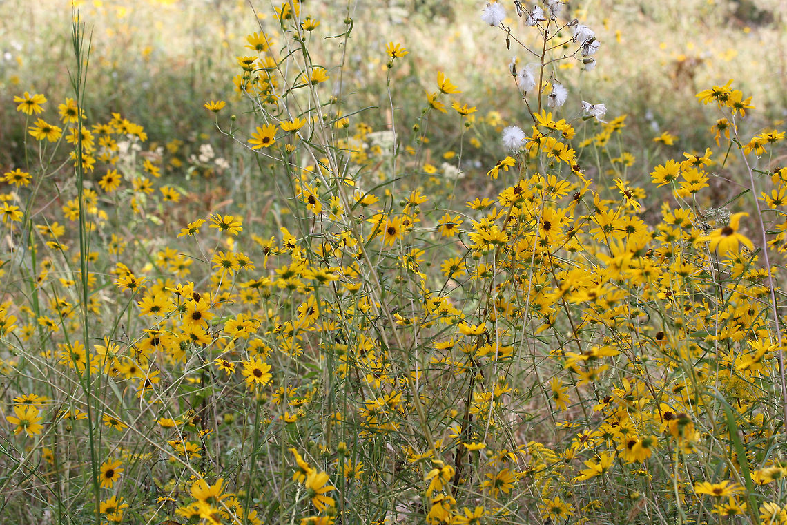Swamp Sunflower (Helianthus angustifolius) Tentative ID. Growing at the edge of a pine forest and wetland habitat.<br />
<figure class="photo"><a href="https://www.jungledragon.com/image/70206/swamp_sunflower_helianthus_angustifolius.html" title="Swamp Sunflower (Helianthus angustifolius)"><img src="https://s3.amazonaws.com/media.jungledragon.com/images/3231/70206_thumb.jpg?AWSAccessKeyId=05GMT0V3GWVNE7GGM1R2&Expires=1769040010&Signature=BRhDkc77zF%2B40hxmr%2F6X3afFaKM%3D" width="102" height="152" alt="Swamp Sunflower (Helianthus angustifolius) Growing at the edge of a pine forest and wetland habitat.<br />
https://www.jungledragon.com/image/70207/swamp_sunflower_helianthus_angustifolius.html Fall,Geotagged,Helianthus angustifolius,United States,Wetlands,aster,asteraceae,gold,helianthus,narrowleaf sunflower,sunflower,swamp sunflower,wetland,yellow" /></a></figure> Fall,Geotagged,Helianthus angustifolius,United States,Wetlands,aster,asteraceae,gold,helianthus,narrowleaf sunflower,sunflower,swamp sunflower,wetland,yellow
