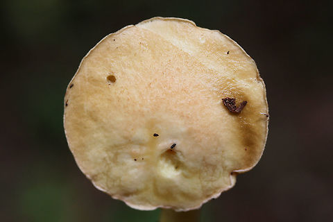 Suillus hirtellus Growing below mostly pines in a dense mixed forest.
https://www.jungledragon.com/image/70210/suillus_hirtellus.html
https://www.jungledragon.com/image/70211/suillus_hirtellus.html
 Fall,Geotagged,Suillus hirtellus,United States