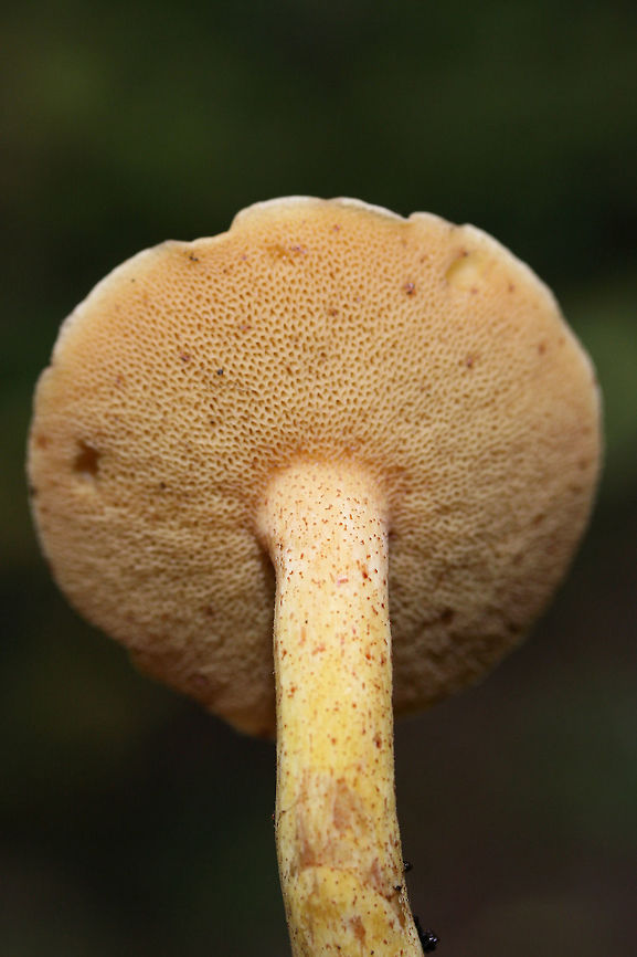 Suillus hirtellus Growing below mostly pines in a dense mixed forest.<br />
<figure class="photo"><a href="https://www.jungledragon.com/image/70209/suillus_hirtellus.html" title="Suillus hirtellus"><img src="https://s3.amazonaws.com/media.jungledragon.com/images/3231/70209_thumb.jpg?AWSAccessKeyId=05GMT0V3GWVNE7GGM1R2&Expires=1759968010&Signature=8H%2FC%2BBB%2BXU5X3eHhm41pLNICweQ%3D" width="200" height="134" alt="Suillus hirtellus Growing below mostly pines in a dense mixed forest.<br />
https://www.jungledragon.com/image/70210/suillus_hirtellus.html<br />
https://www.jungledragon.com/image/70211/suillus_hirtellus.html<br />
 Fall,Geotagged,Suillus hirtellus,United States" /></a></figure><br />
<figure class="photo"><a href="https://www.jungledragon.com/image/70211/suillus_hirtellus_-_with_exudate.html" title="Suillus hirtellus - with Exudate"><img src="https://s3.amazonaws.com/media.jungledragon.com/images/3231/70211_thumb.jpg?AWSAccessKeyId=05GMT0V3GWVNE7GGM1R2&Expires=1759968010&Signature=ix1xyDk4rQWK3df7eVWLzJREbmw%3D" width="200" height="200" alt="Suillus hirtellus - with Exudate Growing below mostly pines in a dense mixed forest.<br />
<br />
Note the dull pink exudate!<br />
https://www.jungledragon.com/image/70209/suillus_hirtellus.html<br />
https://www.jungledragon.com/image/70210/suillus_hirtellus.html Fall,Geotagged,Suillus hirtellus,United States" /></a></figure> Fall,Geotagged,Suillus hirtellus,United States