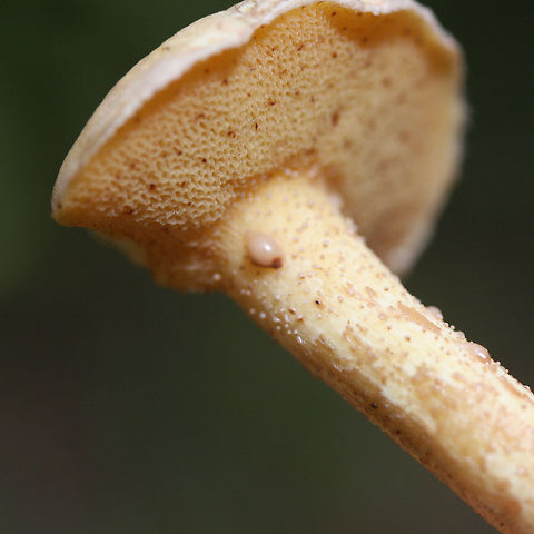 Suillus hirtellus - with Exudate Growing below mostly pines in a dense mixed forest.

Note the dull pink exudate!
https://www.jungledragon.com/image/70209/suillus_hirtellus.html
https://www.jungledragon.com/image/70210/suillus_hirtellus.html Fall,Geotagged,Suillus hirtellus,United States