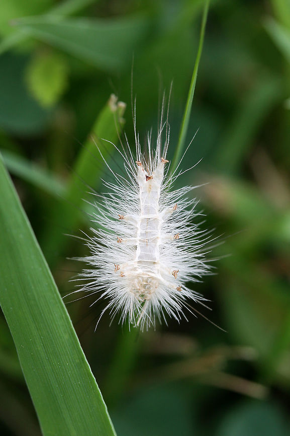 Caterpillar Exuvia Empty caterpillar "skin" hanging on grass in an overgrown backyard habitat. <br />
<br />
I'm guessing this is a molt, but I'm not sure? Any ideas are most welcome! Geotagged,Summer,United States,White-marked tussock moth,lepidoptera,moth,moths