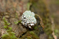 Trash Bug - Lacewing Larva Carrying Lichen Debris Chrysopid larva crawling on a moss-covered pine tree in a dense mixed forest.<br />
https://www.jungledragon.com/image/70223/trash_bug_-_lacewing_larva_carrying_lichen_debris.html Fall,Geotagged,United States