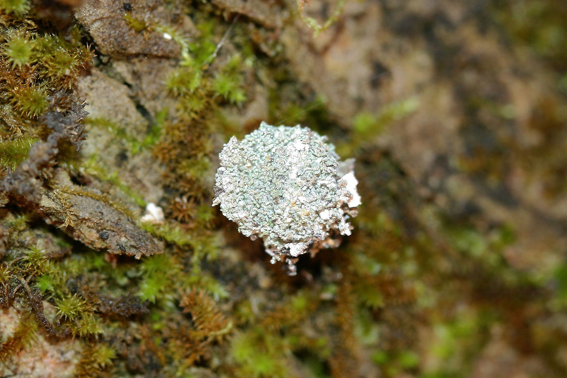 Trash Bug - Lacewing Larva Carrying Lichen Debris Chrysopid larva crawling on a moss-covered pine tree in a dense mixed forest.<br />
<figure class="photo"><a href="https://www.jungledragon.com/image/70222/trash_bug_-_lacewing_larva_carrying_lichen_debris.html" title="Trash Bug - Lacewing Larva Carrying Lichen Debris"><img src="https://s3.amazonaws.com/media.jungledragon.com/images/3231/70222_thumb.jpg?AWSAccessKeyId=05GMT0V3GWVNE7GGM1R2&Expires=1770854410&Signature=4Og0%2BdlpS3fpYw%2BLhmB7qBkAsvk%3D" width="200" height="134" alt="Trash Bug - Lacewing Larva Carrying Lichen Debris Chrysopid larva crawling on a moss-covered pine tree in a dense mixed forest.<br />
https://www.jungledragon.com/image/70223/trash_bug_-_lacewing_larva_carrying_lichen_debris.html Fall,Geotagged,United States" /></a></figure><br />
 Fall,Geotagged,United States