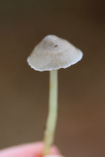 Mycena epipterygia Growing below pines in a forested area. Smell faintly of cucumber.
https://www.jungledragon.com/image/70252/mycena_epipterygia.html Fall,Geotagged,Mycena epipterygia,United States