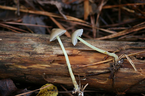 Mycena epipterygia Growing below pines in a forested area. Smell faintly of cucumber.
https://www.jungledragon.com/image/70251/mycena_epipterygia.html Fall,Geotagged,Mycena epipterygia,United States