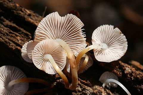 Mycena inclinata? ID tentative.
Growing on a rotting Hickory (Carya sp) branch in a dense mixed forest.

ID help is much appreciated!

Flavor: Mild, slightly mealy
https://www.jungledragon.com/image/70259/common_bonnet_mycena_galericulata.html
https://www.jungledragon.com/image/70258/common_bonnet_mycena_galericulata.html
https://www.jungledragon.com/image/70256/common_bonnet_mycena_galericulata.html Fall,Geotagged,Mycena galericulata,Mycena inclinata,Oak-stump bonnet cap,Rosy-gill fairy helmet,United States,bonnet,common bonnet,fungi,fungus,mushroom,mushrooms,mycena