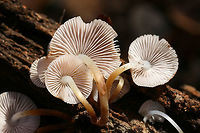 Mycena inclinata? ID tentative.<br />
Growing on a rotting Hickory (Carya sp) branch in a dense mixed forest.<br />
<br />
ID help is much appreciated!<br />
<br />
Flavor: Mild, slightly mealy<br />
https://www.jungledragon.com/image/70259/common_bonnet_mycena_galericulata.html<br />
https://www.jungledragon.com/image/70258/common_bonnet_mycena_galericulata.html<br />
https://www.jungledragon.com/image/70256/common_bonnet_mycena_galericulata.html Fall,Geotagged,Mycena galericulata,Mycena inclinata,Oak-stump bonnet cap,Rosy-gill fairy helmet,United States,bonnet,common bonnet,fungi,fungus,mushroom,mushrooms,mycena