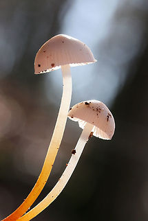 Mycena inclinata? ID tentative.
Growing on a rotting Hickory (Carya sp) branch in a dense mixed forest.

ID help is much appreciated!

Flavor: Mild, slightly mealy
https://www.jungledragon.com/image/70259/common_bonnet_mycena_galericulata.html
https://www.jungledragon.com/image/70258/common_bonnet_mycena_galericulata.html
https://www.jungledragon.com/image/70255/common_bonnet_mycena_galericulata.html Fall,Geotagged,Mycena galericulata,Mycena inclinata,Oak-stump bonnet cap,Rosy-gill fairy helmet,United States,bonnet,common bonnet,fungi,fungus,mushroom,mushrooms,mycena
