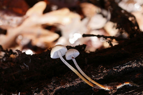 Mycena inclinata? ID tentative.
Growing on a rotting Hickory (Carya sp) branch in a dense mixed forest.

ID help is much appreciated!

Flavor: Mild, slightly mealy
https://www.jungledragon.com/image/70259/common_bonnet_mycena_galericulata.html
https://www.jungledragon.com/image/70255/common_bonnet_mycena_galericulata.html
https://www.jungledragon.com/image/70256/common_bonnet_mycena_galericulata.html Fall,Geotagged,Mycena galericulata,Mycena inclinata,Oak-stump bonnet cap,Rosy-gill fairy helmet,United States,bonnet,common bonnet,fungi,fungus,mushroom,mushrooms,mycena