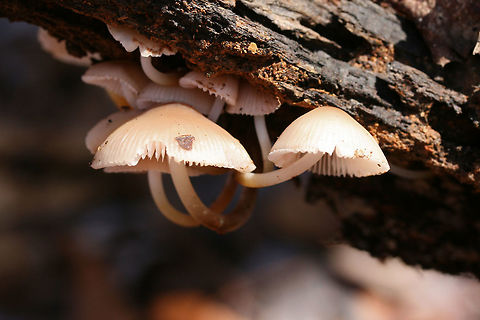 Mycena inclinata? ID tentative.
Growing on a rotting Hickory (Carya sp.) branch in a dense mixed forest.

ID help is much appreciated!

Flavor: Mild, slightly mealy
https://www.jungledragon.com/image/70255/common_bonnet_mycena_galericulata.html
https://www.jungledragon.com/image/70258/common_bonnet_mycena_galericulata.html
https://www.jungledragon.com/image/70256/common_bonnet_mycena_galericulata.html Fall,Geotagged,Mycena galericulata,Mycena inclinata,Oak-stump bonnet cap,Rosy-gill fairy helmet,United States,bonnet,common bonnet,fungi,fungus,mushroom,mushrooms,mycena