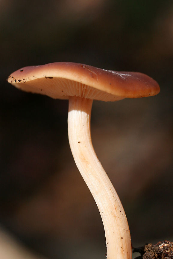Buttery Collybia (Rhodocollybia butyracea) ID Tentative.<br />
Growing on pine bark and debris in a mixed forest. <br />
<br />
KOH on cap gray to pale olive. <br />
<figure class="photo"><a href="https://www.jungledragon.com/image/70262/buttery_collybia_rhodocollybia_butyracea.html" title="Buttery Collybia (Rhodocollybia butyracea)"><img src="https://s3.amazonaws.com/media.jungledragon.com/images/3231/70262_thumb.jpg?AWSAccessKeyId=05GMT0V3GWVNE7GGM1R2&Expires=1767225610&Signature=k8gT97ZeTg3dv3yiAYuTo8mlA00%3D" width="200" height="134" alt="Buttery Collybia (Rhodocollybia butyracea) Growing on pine bark and debris in a mixed forest. <br />
<br />
KOH on cap gray to pale olive. <br />
https://www.jungledragon.com/image/70260/buttery_collybia_rhodocollybia_butyracea.html<br />
https://www.jungledragon.com/image/70261/buttery_collybia_rhodocollybia_butyracea.html Fall,Geotagged,Rhodocollybia butyracea,United States" /></a></figure><br />
<figure class="photo"><a href="https://www.jungledragon.com/image/70261/buttery_collybia_rhodocollybia_butyracea.html" title="Buttery Collybia (Rhodocollybia butyracea)"><img src="https://s3.amazonaws.com/media.jungledragon.com/images/3231/70261_thumb.jpg?AWSAccessKeyId=05GMT0V3GWVNE7GGM1R2&Expires=1767225610&Signature=Gdd%2Bbuu5414a4bLVoVjW6LkVTtc%3D" width="200" height="134" alt="Buttery Collybia (Rhodocollybia butyracea) ID Tentative.<br />
Growing on pine bark and debris in a mixed forest. <br />
<br />
KOH on cap gray to pale olive<br />
https://www.jungledragon.com/image/70262/buttery_collybia_rhodocollybia_butyracea.html<br />
https://www.jungledragon.com/image/70260/buttery_collybia_rhodocollybia_butyracea.html Fall,Geotagged,Rhodocollybia butyracea,United States" /></a></figure> Fall,Geotagged,Rhodocollybia butyracea,United States