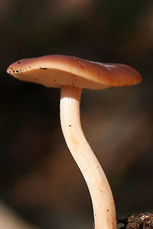 Buttery Collybia (Rhodocollybia butyracea) ID Tentative.
Growing on pine bark and debris in a mixed forest. 

KOH on cap gray to pale olive. 
https://www.jungledragon.com/image/70262/buttery_collybia_rhodocollybia_butyracea.html
https://www.jungledragon.com/image/70261/buttery_collybia_rhodocollybia_butyracea.html Fall,Geotagged,Rhodocollybia butyracea,United States