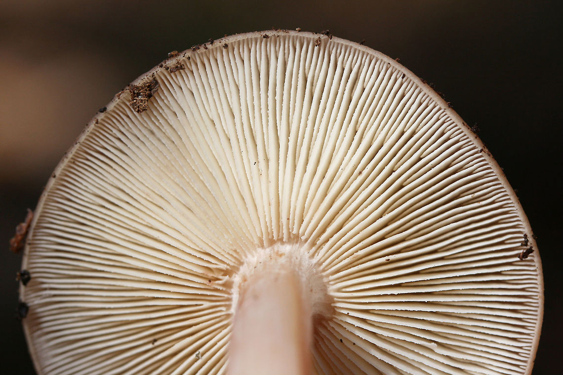Buttery Collybia (Rhodocollybia butyracea) ID Tentative.<br />
Growing on pine bark and debris in a mixed forest. <br />
<br />
KOH on cap gray to pale olive<br />
<figure class="photo"><a href="https://www.jungledragon.com/image/70262/buttery_collybia_rhodocollybia_butyracea.html" title="Buttery Collybia (Rhodocollybia butyracea)"><img src="https://s3.amazonaws.com/media.jungledragon.com/images/3231/70262_thumb.jpg?AWSAccessKeyId=05GMT0V3GWVNE7GGM1R2&Expires=1759968010&Signature=1bwSGmLocMK%2B8CAR6q9BP692ji0%3D" width="200" height="134" alt="Buttery Collybia (Rhodocollybia butyracea) Growing on pine bark and debris in a mixed forest. <br />
<br />
KOH on cap gray to pale olive. <br />
https://www.jungledragon.com/image/70260/buttery_collybia_rhodocollybia_butyracea.html<br />
https://www.jungledragon.com/image/70261/buttery_collybia_rhodocollybia_butyracea.html Fall,Geotagged,Rhodocollybia butyracea,United States" /></a></figure><br />
<figure class="photo"><a href="https://www.jungledragon.com/image/70260/buttery_collybia_rhodocollybia_butyracea.html" title="Buttery Collybia (Rhodocollybia butyracea)"><img src="https://s3.amazonaws.com/media.jungledragon.com/images/3231/70260_thumb.jpg?AWSAccessKeyId=05GMT0V3GWVNE7GGM1R2&Expires=1759968010&Signature=u5pFIveG88rNTGrnZhfgMebqQ4I%3D" width="102" height="152" alt="Buttery Collybia (Rhodocollybia butyracea) ID Tentative.<br />
Growing on pine bark and debris in a mixed forest. <br />
<br />
KOH on cap gray to pale olive. <br />
https://www.jungledragon.com/image/70262/buttery_collybia_rhodocollybia_butyracea.html<br />
https://www.jungledragon.com/image/70261/buttery_collybia_rhodocollybia_butyracea.html Fall,Geotagged,Rhodocollybia butyracea,United States" /></a></figure> Fall,Geotagged,Rhodocollybia butyracea,United States
