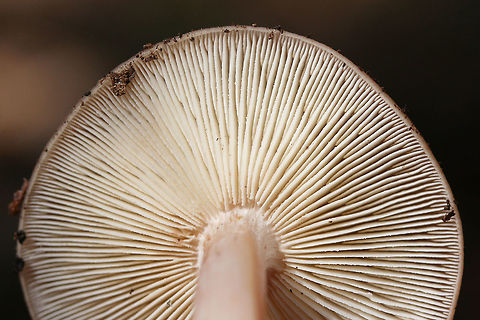 Buttery Collybia (Rhodocollybia butyracea) ID Tentative.
Growing on pine bark and debris in a mixed forest. 

KOH on cap gray to pale olive
https://www.jungledragon.com/image/70262/buttery_collybia_rhodocollybia_butyracea.html
https://www.jungledragon.com/image/70260/buttery_collybia_rhodocollybia_butyracea.html Fall,Geotagged,Rhodocollybia butyracea,United States