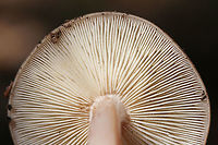 Buttery Collybia (Rhodocollybia butyracea) ID Tentative.<br />
Growing on pine bark and debris in a mixed forest. <br />
<br />
KOH on cap gray to pale olive<br />
https://www.jungledragon.com/image/70262/buttery_collybia_rhodocollybia_butyracea.html<br />
https://www.jungledragon.com/image/70260/buttery_collybia_rhodocollybia_butyracea.html Fall,Geotagged,Rhodocollybia butyracea,United States