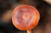 Buttery Collybia (Rhodocollybia butyracea) Growing on pine bark and debris in a mixed forest. <br />
<br />
KOH on cap gray to pale olive. <br />
https://www.jungledragon.com/image/70260/buttery_collybia_rhodocollybia_butyracea.html<br />
https://www.jungledragon.com/image/70261/buttery_collybia_rhodocollybia_butyracea.html Fall,Geotagged,Rhodocollybia butyracea,United States