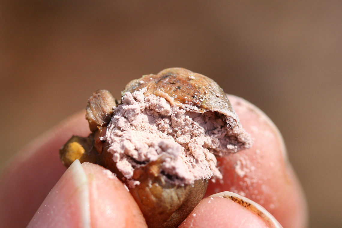 Wolf's Milk Slime Mold (Lycogala epidendrum) Growing on a rotting pine in a dense mixed forest.<br />
<figure class="photo"><a href="https://www.jungledragon.com/image/70295/wolfs_milk_slime_mold_lycogala_epidendrum.html" title="Wolf's Milk Slime Mold (Lycogala epidendrum)"><img src="https://s3.amazonaws.com/media.jungledragon.com/images/3231/70295_thumb.jpg?AWSAccessKeyId=05GMT0V3GWVNE7GGM1R2&Expires=1770854410&Signature=88o33H3fuLedshTW557BmJI%2BTuk%3D" width="200" height="134" alt="Wolf's Milk Slime Mold (Lycogala epidendrum) Growing on a rotting pine in a dense mixed forest.<br />
https://www.jungledragon.com/image/70294/wolfs_milk_slime_mold_lycogala_epidendrum.html Fall,Geotagged,Lycogala epidendrum,Myxomycetes,United States,Wolf's milk,lycogala,slime,slime mold,wolf's milk" /></a></figure> Fall,Geotagged,Lycogala epidendrum,Myxomycetes,United States,Wolf's milk,lycogala,pink spores,slime,slime mold,spores,wolf's milk