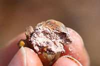 Wolf's Milk Slime Mold (Lycogala epidendrum) Growing on a rotting pine in a dense mixed forest.<br />
https://www.jungledragon.com/image/70295/wolfs_milk_slime_mold_lycogala_epidendrum.html Fall,Geotagged,Lycogala epidendrum,Myxomycetes,United States,Wolf's milk,lycogala,pink spores,slime,slime mold,spores,wolf's milk