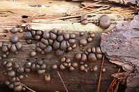 Wolf's Milk Slime Mold (Lycogala epidendrum) Growing on a rotting pine in a dense mixed forest.<br />
https://www.jungledragon.com/image/70294/wolfs_milk_slime_mold_lycogala_epidendrum.html Fall,Geotagged,Lycogala epidendrum,Myxomycetes,United States,Wolf's milk,lycogala,slime,slime mold,wolf's milk