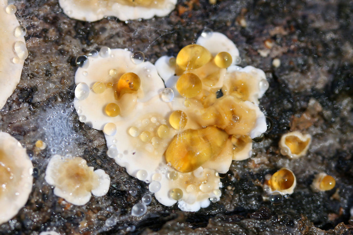 Crowded Parchment (Stereum complicatum) - Immature Growth with Guttation Immature growth stage with guttation. Growing on rotting Shagbark Hickory (Carya sp).<br />
<figure class="photo"><a href="https://www.jungledragon.com/image/70299/crowded_parchment_stereum_complicatum_-_immature_growth_with_guttation.html" title="Crowded Parchment (Stereum complicatum) - Immature Growth with Guttation"><img src="https://s3.amazonaws.com/media.jungledragon.com/images/3231/70299_thumb.jpg?AWSAccessKeyId=05GMT0V3GWVNE7GGM1R2&Expires=1759968010&Signature=QJyEgfwwjclb8bun9zcBPT0k6%2FA%3D" width="102" height="152" alt="Crowded Parchment (Stereum complicatum) - Immature Growth with Guttation Immature growth stage with guttation. Growing on rotting Shagbark Hickory (Carya sp).<br />
https://www.jungledragon.com/image/70296/crowded_parchment_stereum_complicatum_-_immature_growth_with_guttation.html<br />
https://www.jungledragon.com/image/70298/crowded_parchment_stereum_complicatum_-_immature_growth_with_guttation.html Fall,Geotagged,Stereum complicatum,Stereum rameale,United States" /></a></figure><br />
<figure class="photo"><a href="https://www.jungledragon.com/image/70298/crowded_parchment_stereum_complicatum_-_immature_growth_with_guttation.html" title="Crowded Parchment (Stereum complicatum) - Immature Growth with Guttation"><img src="https://s3.amazonaws.com/media.jungledragon.com/images/3231/70298_thumb.jpg?AWSAccessKeyId=05GMT0V3GWVNE7GGM1R2&Expires=1759968010&Signature=QHfmND3HTVMjDlcVVKfSPJABfic%3D" width="200" height="134" alt="Crowded Parchment (Stereum complicatum) - Immature Growth with Guttation Immature growth stage with guttation. Growing on rotting Shagbark Hickory (Carya sp).<br />
https://www.jungledragon.com/image/70296/crowded_parchment_stereum_complicatum_-_immature_growth_with_guttation.html<br />
https://www.jungledragon.com/image/70299/crowded_parchment_stereum_complicatum_-_immature_growth_with_guttation.html Fall,Geotagged,Stereum complicatum,Stereum rameale,United States" /></a></figure> Fall,Geotagged,Stereum complicatum,Stereum rameale,United States,crowded parchment,exudate,fungi,fungus,guttation,mushroom,mushrooms,stereum