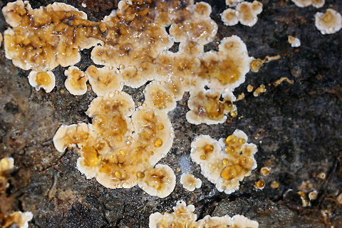 Crowded Parchment (Stereum complicatum) - Immature Growth with Guttation Immature growth stage with guttation. Growing on rotting Shagbark Hickory (Carya sp).
https://www.jungledragon.com/image/70296/crowded_parchment_stereum_complicatum_-_immature_growth_with_guttation.html
https://www.jungledragon.com/image/70299/crowded_parchment_stereum_complicatum_-_immature_growth_with_guttation.html Fall,Geotagged,Stereum complicatum,Stereum rameale,United States