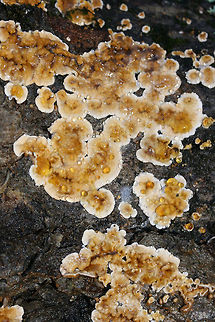Crowded Parchment (Stereum complicatum) - Immature Growth with Guttation Immature growth stage with guttation. Growing on rotting Shagbark Hickory (Carya sp).
https://www.jungledragon.com/image/70296/crowded_parchment_stereum_complicatum_-_immature_growth_with_guttation.html
https://www.jungledragon.com/image/70298/crowded_parchment_stereum_complicatum_-_immature_growth_with_guttation.html Fall,Geotagged,Stereum complicatum,Stereum rameale,United States