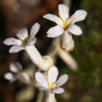One-Flowered Cancer Root (Aphyllon uniflorum) Growing near a rocky area (by a waterfall) in a forested area. Aphyllon uniflorum is a non-photosynthetic, parasitic species of plant. It does not bear true leaves or produce chlorophyll for this reason. It relies entirely on other plants for its nutrients, making it an obligate parasite.<br />
Note: These are really old photos (from 2009)!!<br />
https://www.jungledragon.com/image/70316/one-flowered_cancer_root_aphyllon_uniflorum.html Aphyllon uniflorum,Geotagged,One-Flowered Cancer Root,Spring,United States,aphyllon,flower,non-photosynthetic,nonphotosynthetic,obligate parasite,orobanche,parasite,parasitic,plant,plantae,plants,wildflower