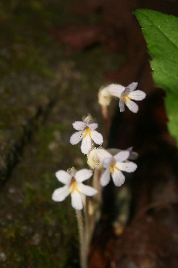 One-Flowered Cancer Root (Aphyllon uniflorum) Growing near a rocky area (by a waterfall) in a forested area. Aphyllon uniflorum is a non-photosynthetic, parasitic species of plant. It does not bear true leaves or produce chlorophyll for this reason. It relies entirely on other plants for its nutrients, making it an obligate parasite.<br />
Note: These are really old photos (from 2009)!!<br />
<figure class="photo"><a href="https://www.jungledragon.com/image/70315/one-flowered_cancer_root_aphyllon_uniflorum.html" title="One-Flowered Cancer Root (Aphyllon uniflorum)"><img src="https://s3.amazonaws.com/media.jungledragon.com/images/3231/70315_thumb.jpg?AWSAccessKeyId=05GMT0V3GWVNE7GGM1R2&Expires=1769040010&Signature=9mwfMpsLrpoKYbivm%2BsXhLOLSZI%3D" width="200" height="200" alt="One-Flowered Cancer Root (Aphyllon uniflorum) Growing near a rocky area (by a waterfall) in a forested area. Aphyllon uniflorum is a non-photosynthetic, parasitic species of plant. It does not bear true leaves or produce chlorophyll for this reason. It relies entirely on other plants for its nutrients, making it an obligate parasite.<br />
Note: These are really old photos (from 2009)!!<br />
https://www.jungledragon.com/image/70316/one-flowered_cancer_root_aphyllon_uniflorum.html Aphyllon uniflorum,Geotagged,One-Flowered Cancer Root,Spring,United States,aphyllon,flower,non-photosynthetic,nonphotosynthetic,obligate parasite,orobanche,parasite,parasitic,plant,plantae,plants,wildflower" /></a></figure> Aphyllon uniflorum,Geotagged,One-Flowered Cancer Root,Spring,United States,aphyllon,flower,non-photosynthetic,nonphotosynthetic,obligate parasite,orobanche,parasite,parasitic,plant,plantae,plants,wildflower