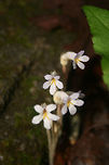 One-Flowered Cancer Root (Aphyllon uniflorum) Growing near a rocky area (by a waterfall) in a forested area. Aphyllon uniflorum is a non-photosynthetic, parasitic species of plant. It does not bear true leaves or produce chlorophyll for this reason. It relies entirely on other plants for its nutrients, making it an obligate parasite.<br />
Note: These are really old photos (from 2009)!!<br />
https://www.jungledragon.com/image/70315/one-flowered_cancer_root_aphyllon_uniflorum.html Aphyllon uniflorum,Geotagged,One-Flowered Cancer Root,Spring,United States,aphyllon,flower,non-photosynthetic,nonphotosynthetic,obligate parasite,orobanche,parasite,parasitic,plant,plantae,plants,wildflower