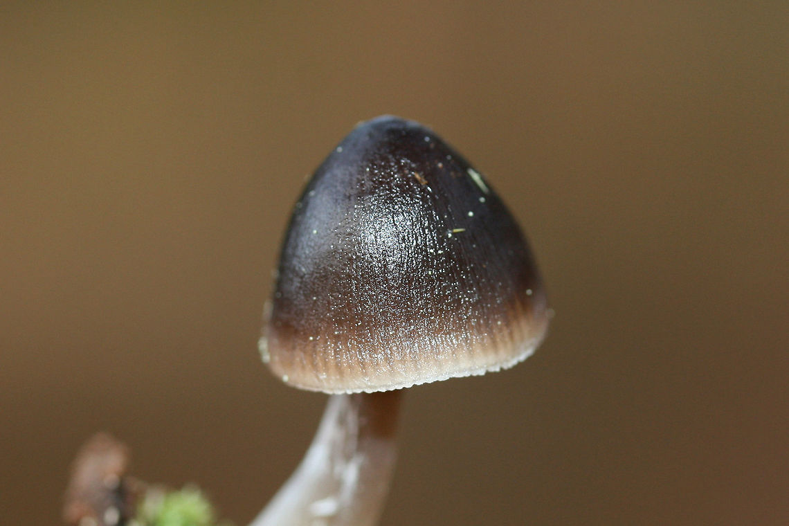 Nitrous Bonnet (Mycena leptocephala) Not 100% sure on this ID.<br />
<br />
Growing at the bases of pines in a densely forested area (near a wetland). Odor is bleach to iodine-like. Some specimens have a less distinct odor. Middle to lower stem is sparsely covered in white hairs.<br />
<figure class="photo"><a href="https://www.jungledragon.com/image/70353/nitrous_bonnet_mycena_leptocephala.html" title="Nitrous Bonnet (Mycena leptocephala)"><img src="https://s3.amazonaws.com/media.jungledragon.com/images/3231/70353_thumb.jpg?AWSAccessKeyId=05GMT0V3GWVNE7GGM1R2&Expires=1759968010&Signature=z4yozJa8jo928ZW37pokvfbhGb8%3D" width="102" height="152" alt="Nitrous Bonnet (Mycena leptocephala) Not 100% sure on this ID.<br />
<br />
Growing at the bases of pines in a densely forested area (near a wetland). Odor is bleach to iodine-like. Some specimens have a less distinct odor. Middle to lower stem is sparsely covered in white hairs.<br />
https://www.jungledragon.com/image/70351/nitrous_bonnet_mycena_leptocephala.html<br />
https://www.jungledragon.com/image/70352/nitrous_bonnet_mycena_leptocephala.html<br />
https://www.jungledragon.com/image/70355/nitrous_bonnet_mycena_leptocephala.html Fall,Geotagged,Mycena leptocephala,United States,black fungi,black fungus,black mushroom,black mushrooms,black mycena,bonnet,bonnets,fungi,fungus,mushroom,mushrooms,mycena,nitrous bonnet" /></a></figure><br />
<figure class="photo"><a href="https://www.jungledragon.com/image/70352/nitrous_bonnet_mycena_leptocephala.html" title="Nitrous Bonnet (Mycena leptocephala)"><img src="https://s3.amazonaws.com/media.jungledragon.com/images/3231/70352_thumb.jpg?AWSAccessKeyId=05GMT0V3GWVNE7GGM1R2&Expires=1759968010&Signature=LzkujYFHd5LccrKc0z4eQoCy5lI%3D" width="102" height="152" alt="Nitrous Bonnet (Mycena leptocephala) Not 100% sure on this ID.<br />
<br />
Growing at the bases of pines in a densely forested area (near a wetland). Odor is bleach to iodine-like. Some specimens have a less distinct odor. Middle to lower stem is sparsely covered in white hairs.<br />
https://www.jungledragon.com/image/70353/nitrous_bonnet_mycena_leptocephala.html<br />
https://www.jungledragon.com/image/70351/nitrous_bonnet_mycena_leptocephala.html<br />
https://www.jungledragon.com/image/70355/nitrous_bonnet_mycena_leptocephala.html Fall,Geotagged,Mycena leptocephala,United States,black fungi,black fungus,black mushroom,black mushrooms,black mycena,bonnet,bonnets,fungi,fungus,mushroom,mushrooms,mycena,nitrous bonnet" /></a></figure><br />
<figure class="photo"><a href="https://www.jungledragon.com/image/70355/nitrous_bonnet_mycena_leptocephala.html" title="Nitrous Bonnet (Mycena leptocephala)"><img src="https://s3.amazonaws.com/media.jungledragon.com/images/3231/70355_thumb.jpg?AWSAccessKeyId=05GMT0V3GWVNE7GGM1R2&Expires=1759968010&Signature=zwSiBwtirmVYaqYeQY4l46t3iOw%3D" width="200" height="134" alt="Nitrous Bonnet (Mycena leptocephala) Not 100 percent sure of this ID yet.<br />
<br />
Growing at the bases of pines in a densely forested area (near a wetland). Odor is bleach to iodine-like. Some specimens have a less distinct odor. Middle to lower stem is sparsely covered in white hairs. Basal mycelium white.<br />
https://www.jungledragon.com/image/70351/nitrous_bonnet_mycena_leptocephala.html<br />
https://www.jungledragon.com/image/70352/nitrous_bonnet_mycena_leptocephala.html<br />
https://www.jungledragon.com/image/70353/nitrous_bonnet_mycena_leptocephala.html Fall,Geotagged,Mycena leptocephala,United States,black fungi,black fungus,black mushroom,black mushrooms,black mycena,bonnet,bonnets,fungi,fungus,mushroom,mushrooms,mycena,nitrous bonnet" /></a></figure> Fall,Geotagged,Mycena leptocephala,United States,black fungi,black fungus,black mushroom,black mushrooms,black mycena,bonnet,bonnets,fungi,fungus,mushroom,mushrooms,mycena,nitrous bonnet