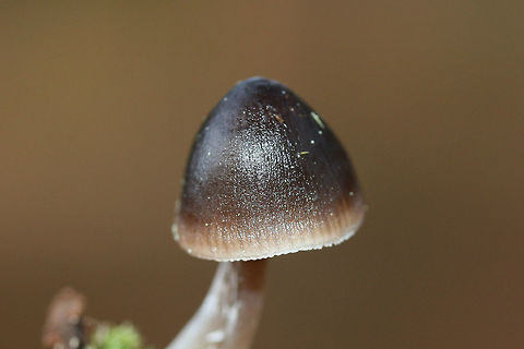 Nitrous Bonnet (Mycena leptocephala) Not 100% sure on this ID.

Growing at the bases of pines in a densely forested area (near a wetland). Odor is bleach to iodine-like. Some specimens have a less distinct odor. Middle to lower stem is sparsely covered in white hairs.
https://www.jungledragon.com/image/70353/nitrous_bonnet_mycena_leptocephala.html
https://www.jungledragon.com/image/70352/nitrous_bonnet_mycena_leptocephala.html
https://www.jungledragon.com/image/70355/nitrous_bonnet_mycena_leptocephala.html Fall,Geotagged,Mycena leptocephala,United States,black fungi,black fungus,black mushroom,black mushrooms,black mycena,bonnet,bonnets,fungi,fungus,mushroom,mushrooms,mycena,nitrous bonnet