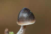 Nitrous Bonnet (Mycena leptocephala) Not 100% sure on this ID.<br />
<br />
Growing at the bases of pines in a densely forested area (near a wetland). Odor is bleach to iodine-like. Some specimens have a less distinct odor. Middle to lower stem is sparsely covered in white hairs.<br />
https://www.jungledragon.com/image/70353/nitrous_bonnet_mycena_leptocephala.html<br />
https://www.jungledragon.com/image/70352/nitrous_bonnet_mycena_leptocephala.html<br />
https://www.jungledragon.com/image/70355/nitrous_bonnet_mycena_leptocephala.html Fall,Geotagged,Mycena leptocephala,United States,black fungi,black fungus,black mushroom,black mushrooms,black mycena,bonnet,bonnets,fungi,fungus,mushroom,mushrooms,mycena,nitrous bonnet